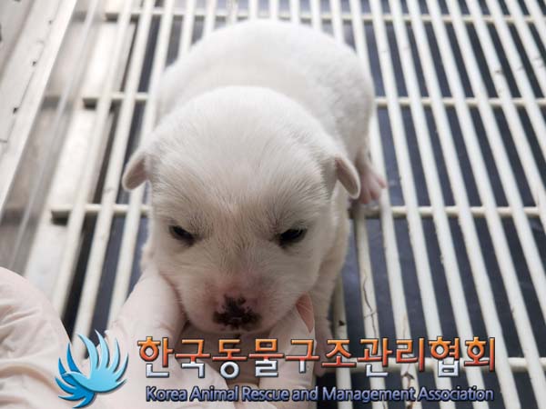 보호중 믹스견의 가…